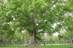Bo Farmer Occupation: Unveiling Sacred Tree Cultivation