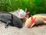 Exploring All Kinds of Axolotls: Nature's Aquatic Marvels